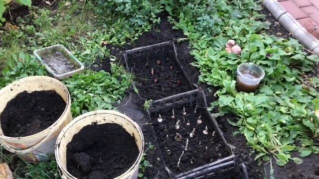 Посадка тюльпанов осенью смотреть онлайн