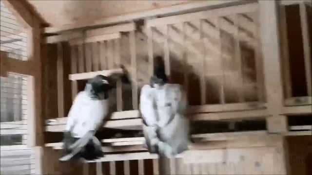 Teddy .Самые Выносливые голуби на Планете / Pakistani very high flying pigeons ( А.Гуляев , Москва смотреть онлайн