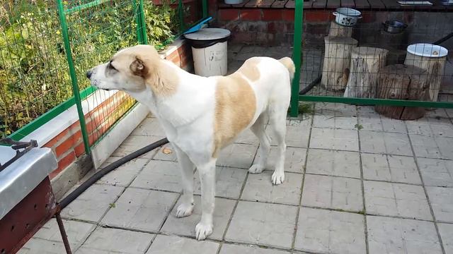 ПОЕМ ПОД ЗВОН КОЛОКОЛОВ смотреть онлайн