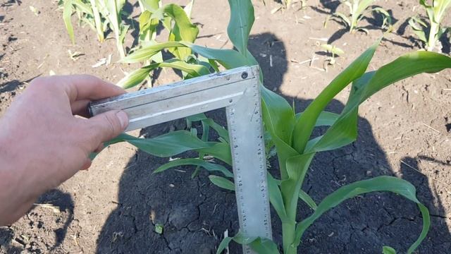 Вторая прополка кукурузы. Сравнение гибридов. Выращивание кукурузы 2019г.. смотреть онлайн