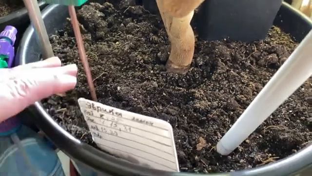 Ох! Уж! Эти Цитрусовые ?♀️ смотреть онлайн