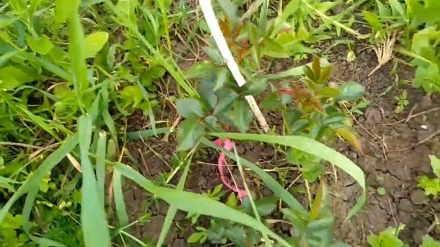 Как развиваются розы. Продолжение. Лето 2021. смотреть онлайн