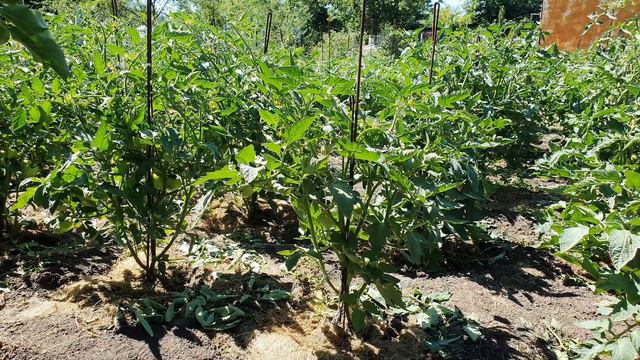 Технология выращивания томатов в открытом грунте. Часть 4