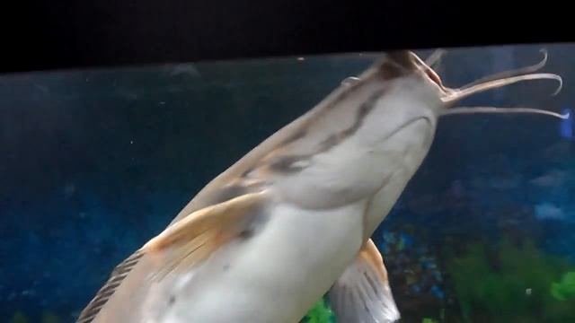 fish online .Рыбки онлайн. Аквариумные рыбки. Видео для детей. смотреть онлайн