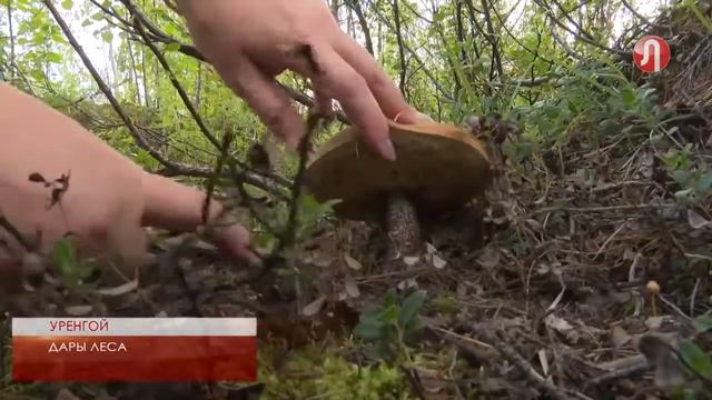 Сезон ягод и грибов в разгаре смотреть онлайн