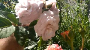 Роза "Флоренс Делатре"