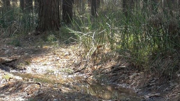 Настрой от высокого давления №1 Для мужчин Лучший! Сытин (без муз.)