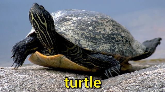 ANIMAL PICTURES for Babies - With Sounds and Names! смотреть онлайн