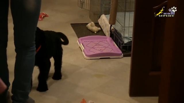 Какой запах отпугивает собак | Как отучить собаку гадить дома смотреть онлайн