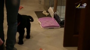 Какой запах отпугивает собак | Как отучить собаку гадить дома