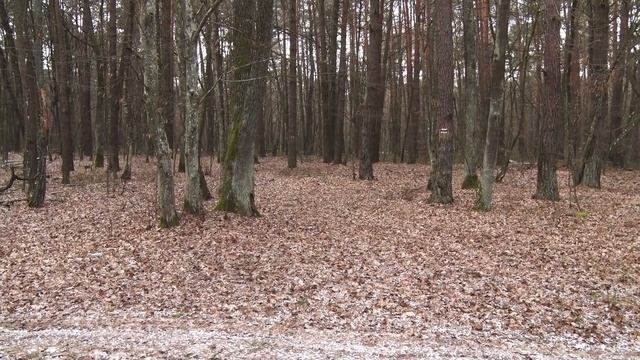 Рубав сосни у Нацпарку і хотів втекти | 25 листопада смотреть онлайн