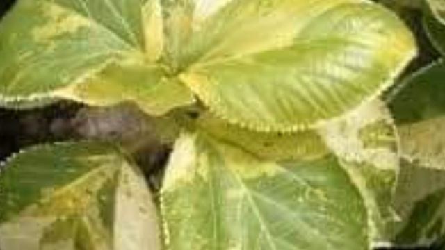 نبات الاكاليفا وبعض أنواعه وطرق العناية والاكثار смотреть онлайн