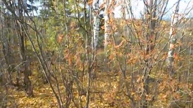 Осеннее солнце с золотой листвой смотреть онлайн