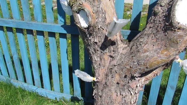 Прививки на пень старой яблони и груши. Переформировка яблонь и груш смотреть онлайн