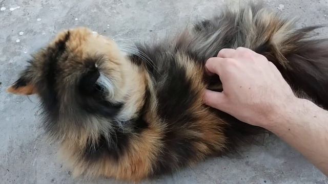 Моя больная кошка Сима. Люблю ее 😍