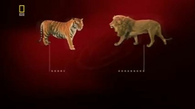 Прикол. Лев+Тигр=Лигр. смотреть онлайн