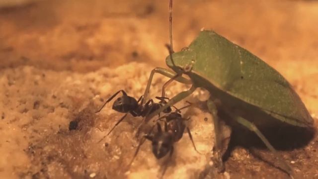 Shield bug stealing ants' honey drop смотреть онлайн