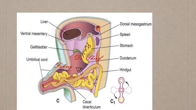 Dr. Pratheepa ‘s tutorial - GIT EMBRYOLOGY ANSWER KEY смотреть онлайн