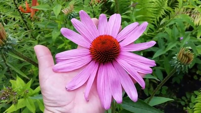 170 #Вышивальная неделя/Влог/Дачи много не бывает/Вышиваем на одежде/ смотреть онлайн