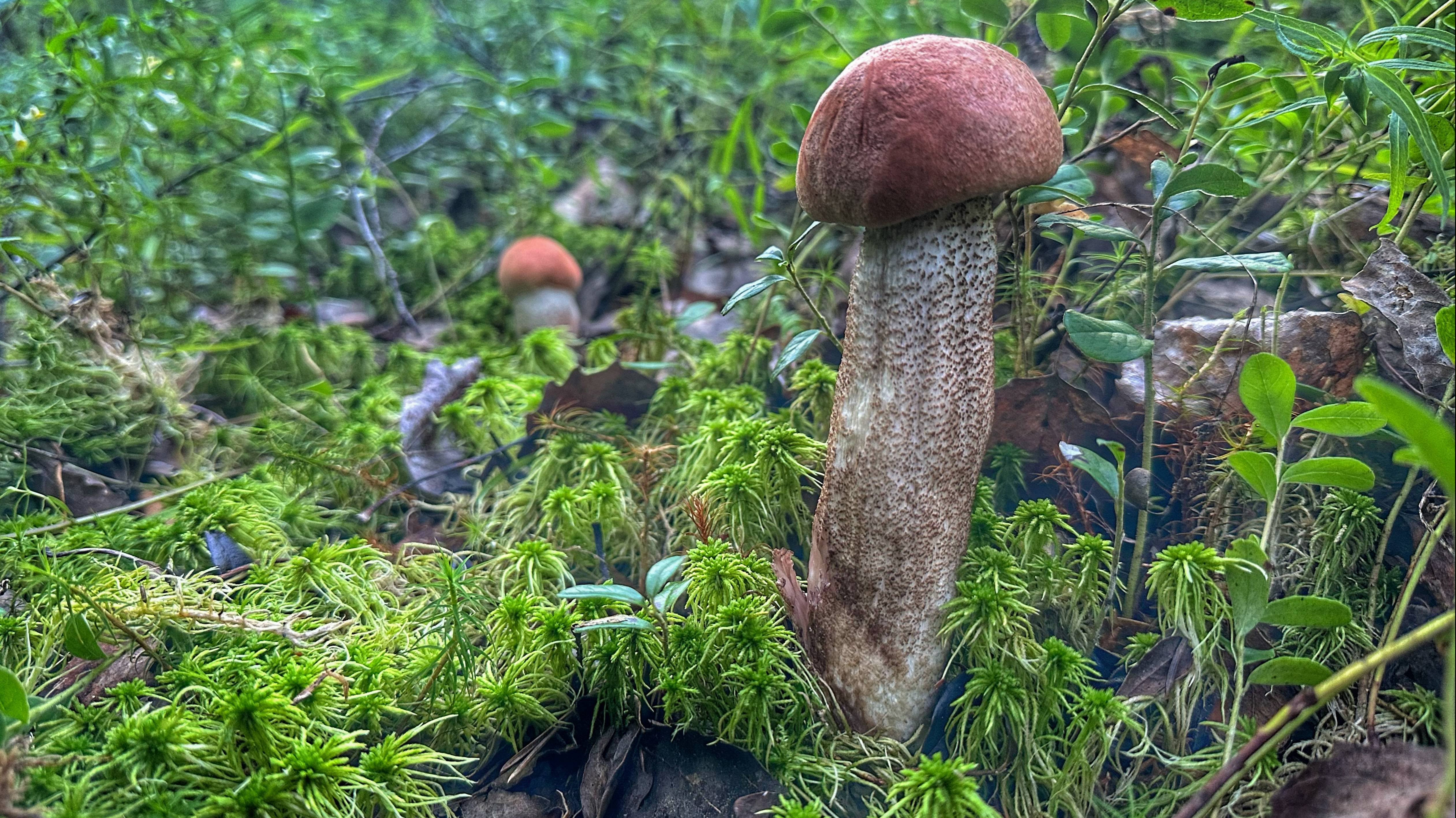 Тихая охота в августе 2023 | Разведка старых мест | Трудовой гриб в еловом лесу смотреть онлайн