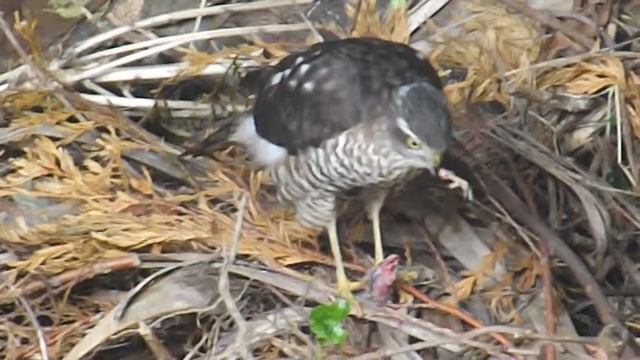 Sparrowhawks in me garden смотреть онлайн