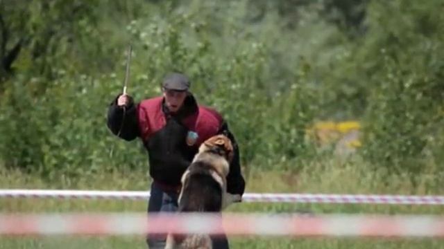 Программа тестовых испытаний Защитная собака.wmv смотреть онлайн