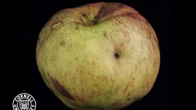 Flyspeck on apple смотреть онлайн