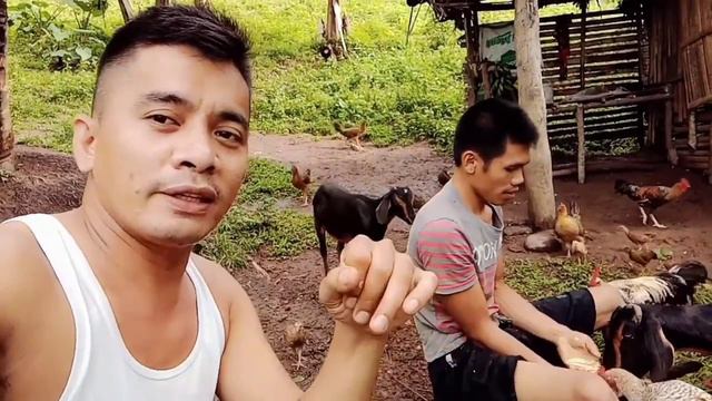 Ornamental Plant Hunting || HUNTING AVENTURE IN FOREST || wild plant hunting смотреть онлайн