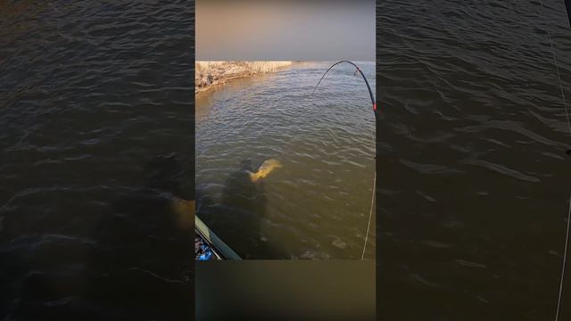 ОГРОМНЫЙ САЗАН! БЕЗ ПОДСАКА! ЭМОЦИИ ЗАШКАЛИВАЮТ! #рыбалкавастрахани #рыбалка смотреть онлайн