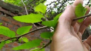 Почему шелковица не плодоносит? Шелкун