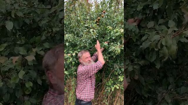 Груша Белорусская поздняя смотреть онлайн