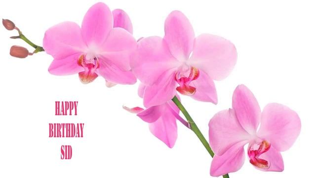 Sid Flowers & Flores - Happy Birthday смотреть онлайн