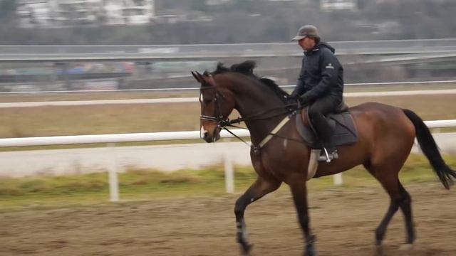 Тркалиште "Михаиловац" је орах, воћка чудновата .... смотреть онлайн
