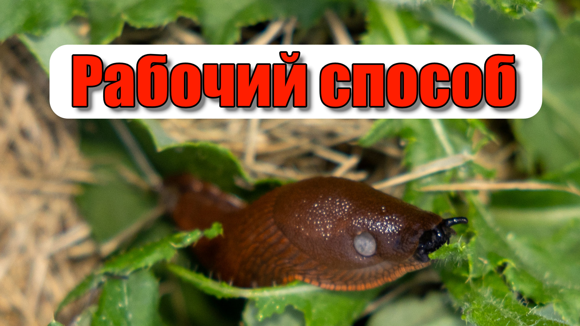 Экологически чистый способ борьбы со слизнями без труда отловил 1000 слизней смотреть онлайн