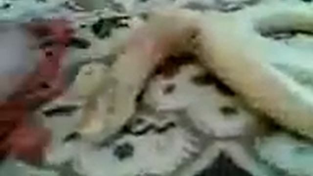 Скорпион против змеи битвы животных смотреть онлайн