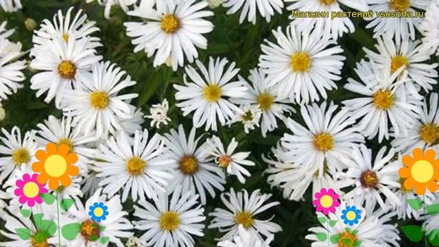 Астра альпийская Кристина. Краткий обзор, описание характеристик Aster Dumosus Kristina
