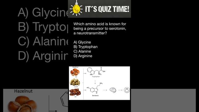 Which amino acid is known for being a precursor to serotonin, a neurotransmitter? смотреть онлайн