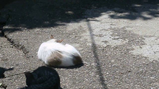 Лазаревское, Сочи. Летние зарисовки - вот им точно хорошо... Июль 2013 смотреть онлайн