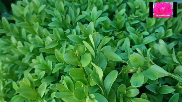 САМШИТ. Пора обрезать и черенковать