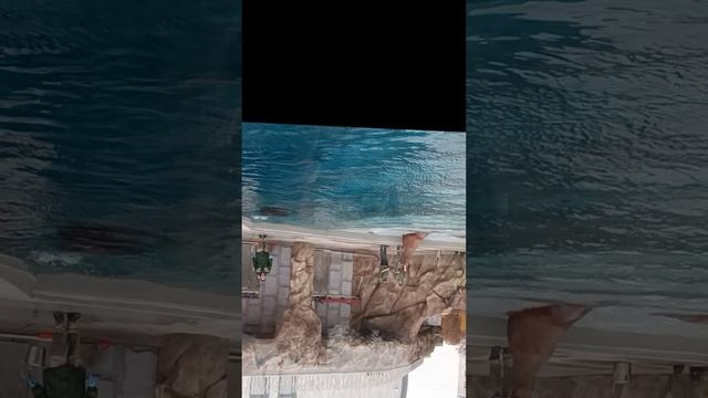 VID_20231108_135002.mp4 смотреть онлайн