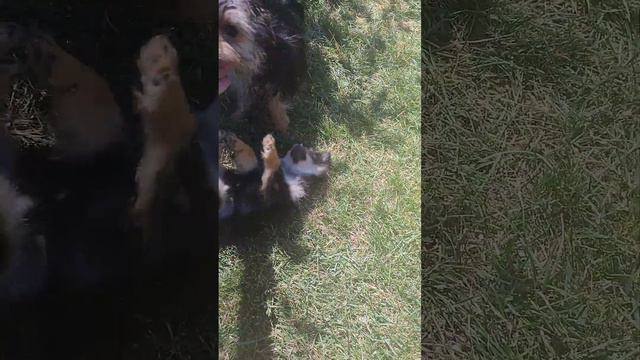 Продажа😃Питомник Йорк & Шпиц.Elite Pets,Крым, Евпатория +79788972514 Доставка возможна 🥰 смотреть онлайн