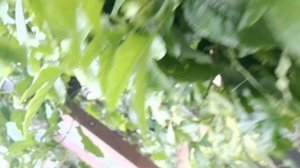 маракуйя как растет и плодоносит