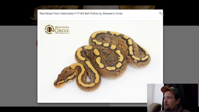 RedStripe Ball Python Morph Combos | Jack's Reptiles смотреть онлайн