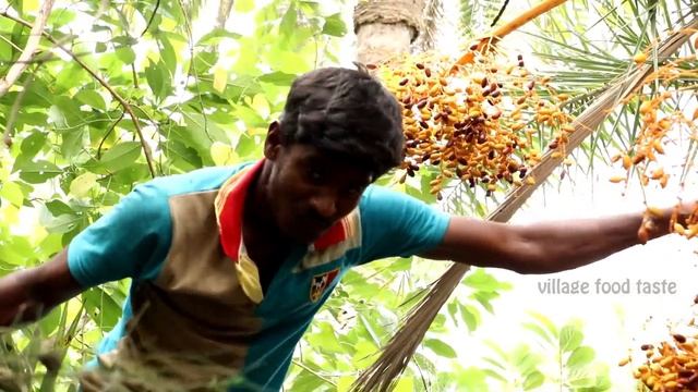 Village Boys Harvesting Fresh WILD DATE-PALM Fruits In My Village | Phoenix Sylvestris