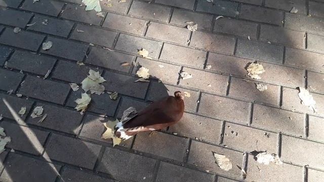 НА ТАНЦПЛОЩАДКУ ПРИЛЕТЕЛ НЕОБЫКНОВЕННОЙ КРАСОТЫ ГОЛУБЬ ОКОЛЬЦОВАННЫЙ ? ?? . . . смотреть онлайн