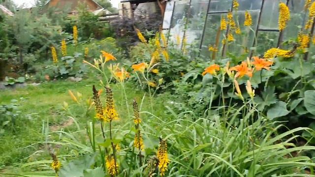 Хозяйство//Огород//Мыши атакуют//Чужой кот//Собаки смотреть онлайн