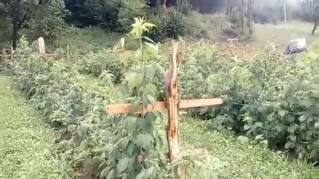 Polka nevjerovatno krupna malina 1 godina смотреть онлайн