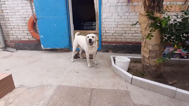 Лабрадор Майк просит косточку 😁😋🐕