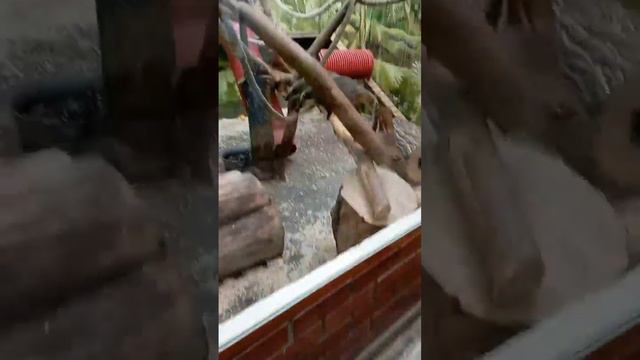 Пермский зоопарк🐘🐼. Часть 2 смотреть онлайн