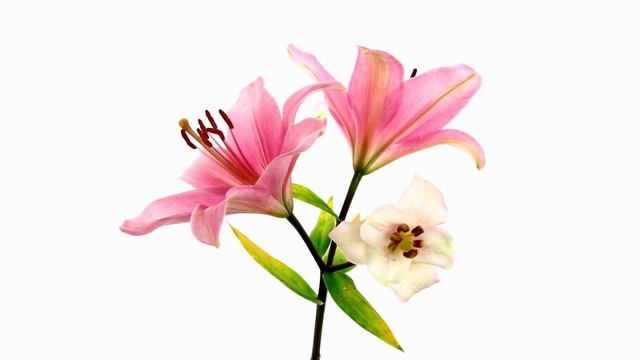 Цветы и их символика. Что значит, когда вам дарят лилии, колокольчики или розы? смотреть онлайн